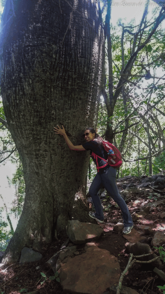 abraçar árvore tree hugger