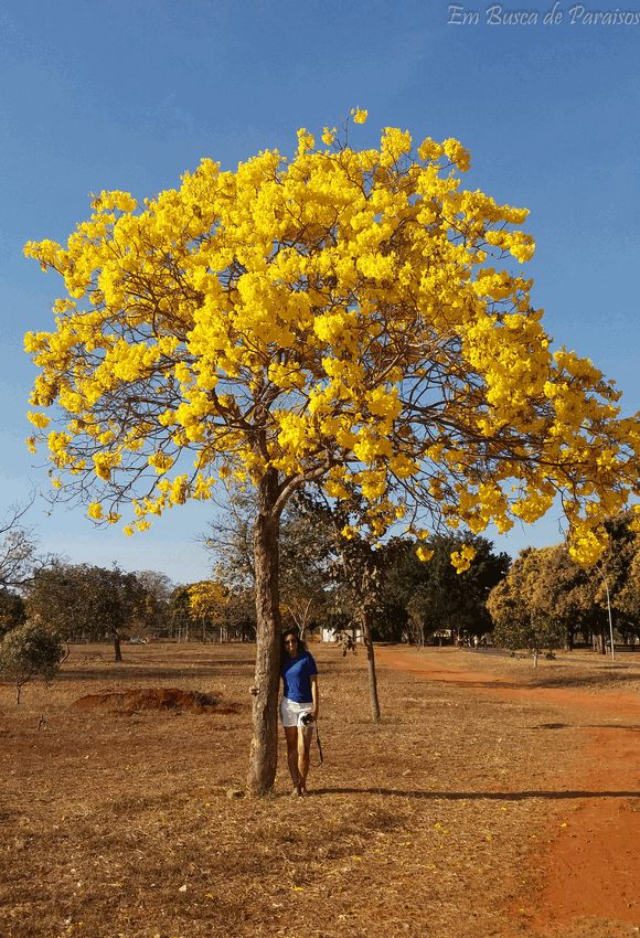 abraçar árvore ipê amarelo