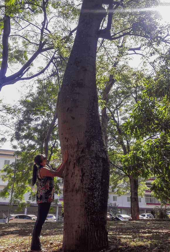 tree hugger brasília